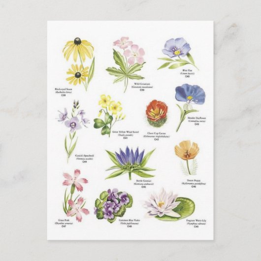 Abbildungen zur botanischen Blume Postkarte (Vorderseite)