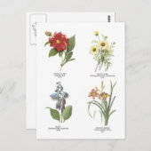 Abbildungen zur botanischen Blume Postkarte (Vorne/Hinten)