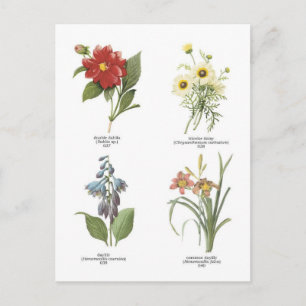 Abbildungen zur botanischen Blume Postkarte