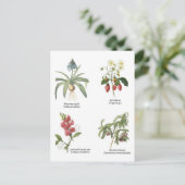 Abbildungen zur botanischen Blume Postkarte (Stehend Vorderseite)