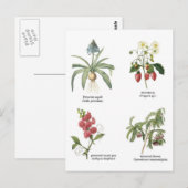 Abbildungen zur botanischen Blume Postkarte (Vorne/Hinten)