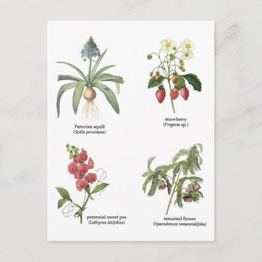 Abbildungen zur botanischen Blume Postkarte (Vorderseite)