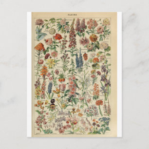 Abbildungs Wörterbuch Blumen Postkarte