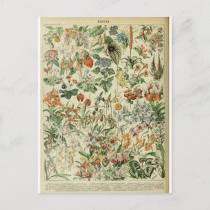 Abbildungs Wörterbuch Blumen Postkarte