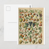 Abbildungs-Wörterbuch Früchte Postkarte (Vorne/Hinten)