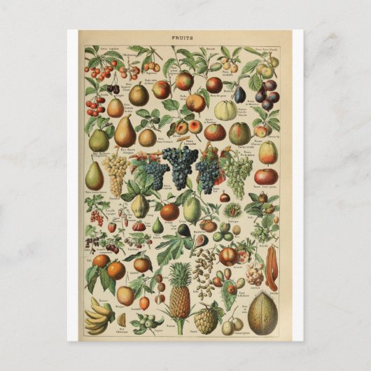 Abbildungs-Wörterbuch Früchte Postkarte (Vorderseite)
