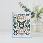 Abbildungsverzeichnis Schmetterlinge Postkarte (Stehend Vorderseite)