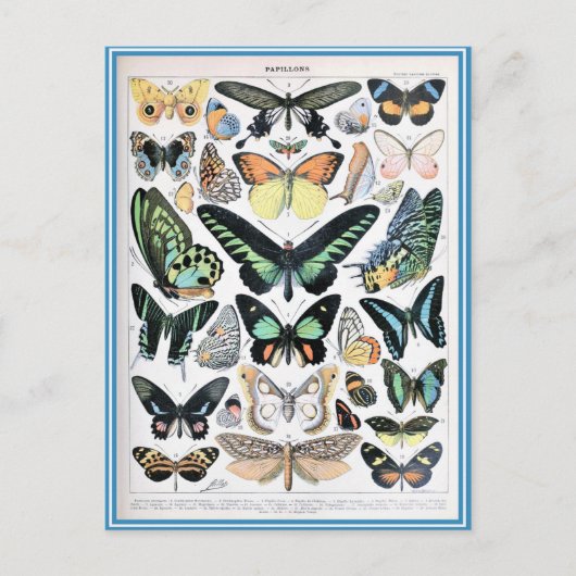 Abbildungsverzeichnis Schmetterlinge Postkarte (Vorderseite)