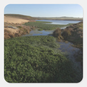Abbotts Lagune I im Point Reyes National Seashore Quadratischer Aufkleber