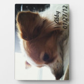 Abby 2012 fotoplatte (Vorderseite)