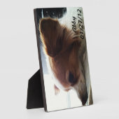 Abby 2012 fotoplatte (Seite)