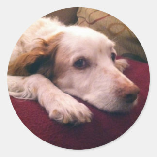 Abby Brittany Spaniel Runder Aufkleber