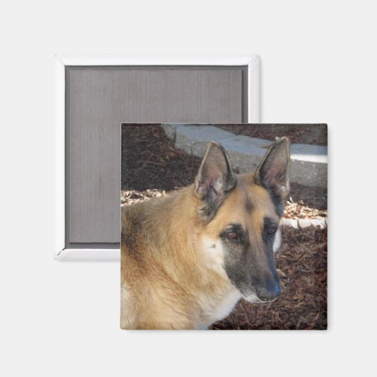 Abby German Shepherd Magnet (Vorderseite/Rückseite)