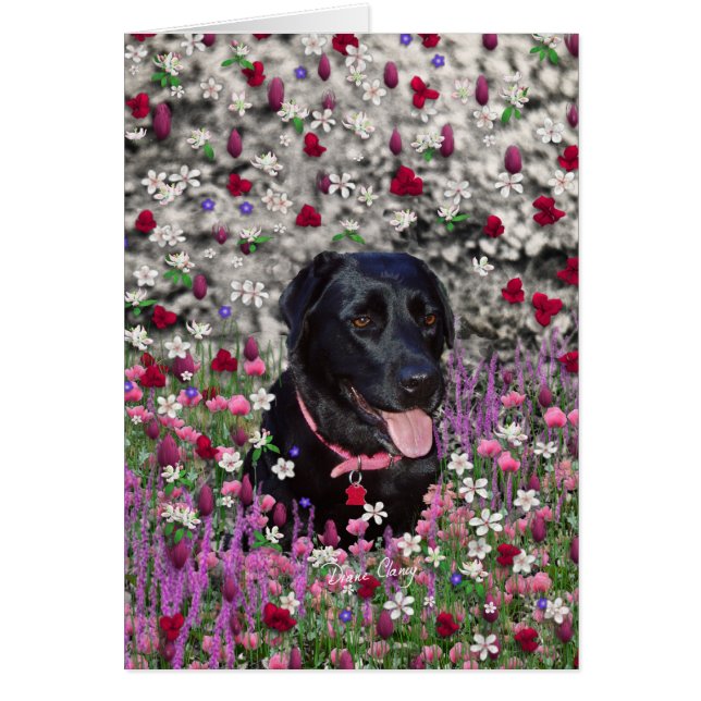 Abby in Blume - Black Lab Dog (Vorne)