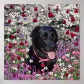 Abby in Blume - Black Lab Dog Poster (Vorne)