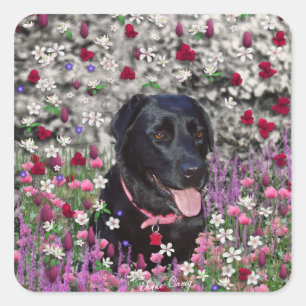 Abby in Blume - Black Lab Dog Quadratischer Aufkleber