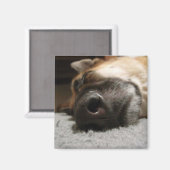 Abby Sleeping German Shepherd Magnet (Vorderseite/Rückseite)