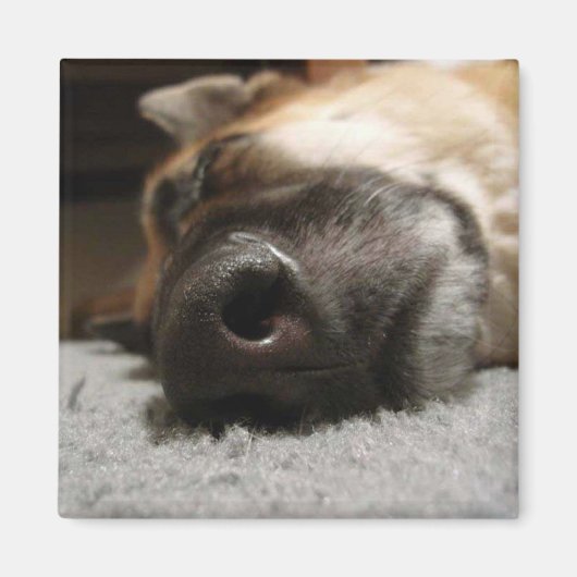 Abby Sleeping German Shepherd Magnet (Vorne)