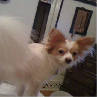 Abby Verzierung Fotoskulptur Ornament