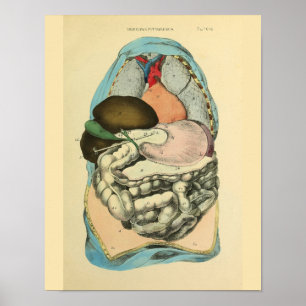 Abdominal- Organ-menschlicher Anatomie-Kunst-Druck Poster