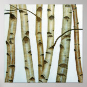 Abedules Blancos Poster (Vorne)