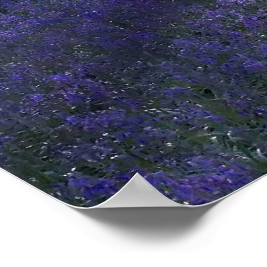 Abend Blubells Poster (Ecke)