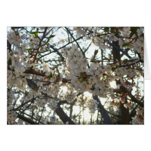 Abend Cherry Blossoms II Frühjahr Sonnenuntergang