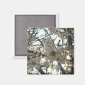 Abend Cherry Blossoms II Frühjahr Sonnenuntergang Magnet (Vorderseite/Rückseite)