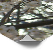 Abend Cherry Blossoms II Frühjahr Sonnenuntergang Poster (Ecke)