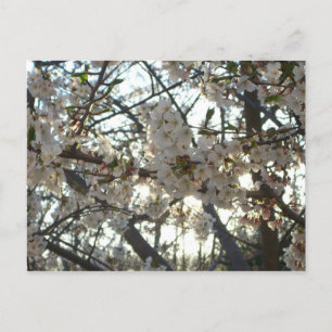 Abend Cherry Blossoms II Frühjahr Sonnenuntergang Postkarte
