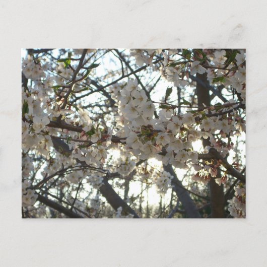 Abend Cherry Blossoms II Frühjahr Sonnenuntergang Postkarte (Vorderseite)