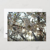 Abend Cherry Blossoms II Frühjahr Sonnenuntergang Postkarte (Vorne/Hinten)