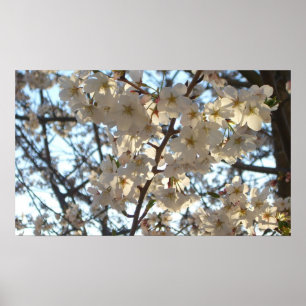 Abend Cherry Blüten I Spring Floral Poster