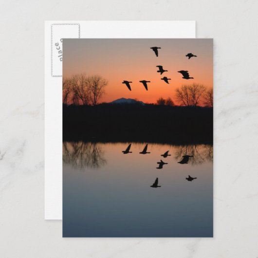 Abend Gänse Postkarte (Vorne/Hinten)