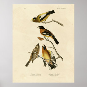 Abend, Gepunktet Grosbeak Audubon Birds of America Poster