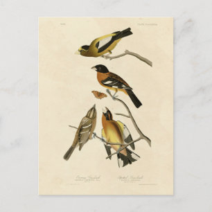 Abend, Gepunktet Grosbeak Audubon Birds of America Postkarte