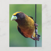 Abend Grosbeak (Coccothraustes vespertinus) Postkarte (Vorderseite)