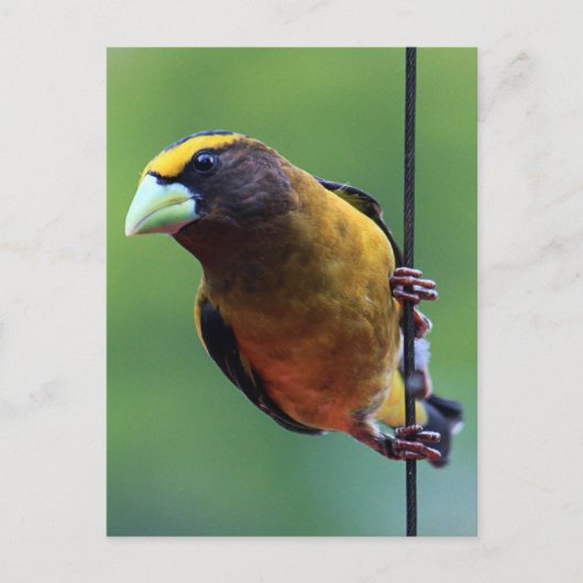 Abend Grosbeak (Coccothraustes vespertinus) Postkarte (Vorderseite)