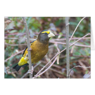 Abend Grosbeak - Kunstkarte