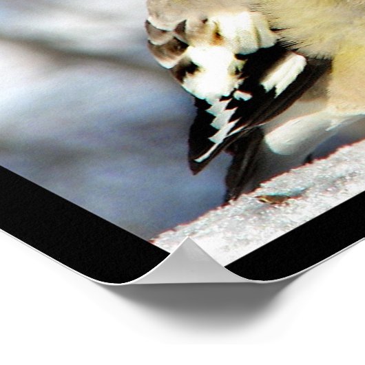 Abend Grosbeak Poster (Ecke)