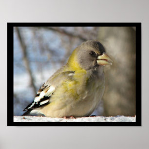 Abend Grosbeak Poster