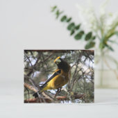 Abend Grosbeak Postkarte (Stehend Vorderseite)