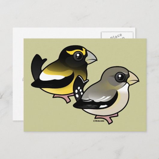 Abend Grosbeak Postkarte (Vorne/Hinten)