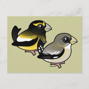 Abend Grosbeak Postkarte