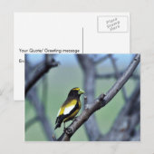 Abend Grosbeak Postkarte (Vorne/Hinten)