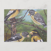 Abend Grosbeaks Postkarte (Vorderseite)