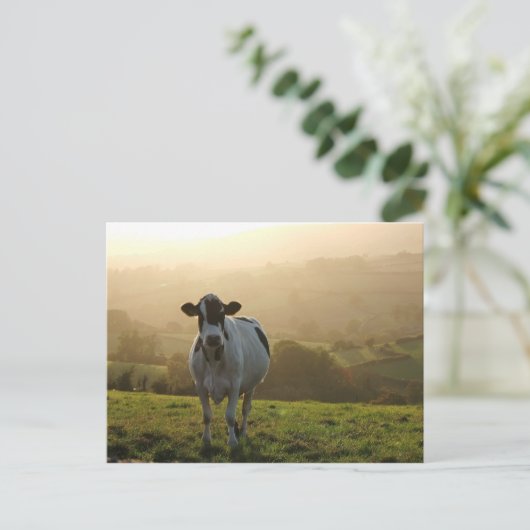 Abend Kuh Postkarte (Stehend Vorderseite)