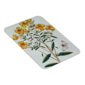 Abend Primrose, Platte 73 von "Collection Precie Magnet (Rechte Seite)