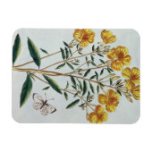 Abend Primrose, Platte 73 von "Collection Precie Magnet (Horizontal)