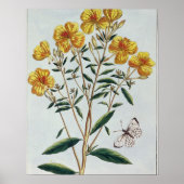 Abend Primrose, Platte 73 von "Collection Precie Poster (Vorne)